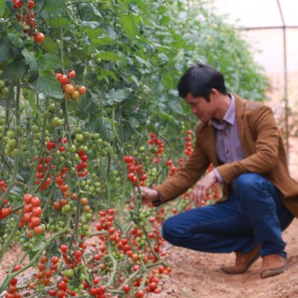 Hạt Giống Cà Chua Chuỗi Ngọc - 30 Hạt