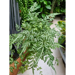 Cây dương xỉ pháp