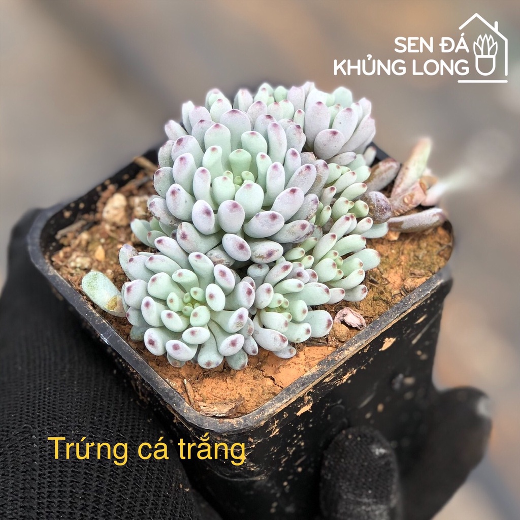 Sen đá Trứng Cá Trắng - graptopetalum pachyphyllum