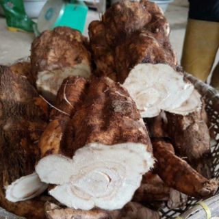 BỘT SẮN DÂY NGUYÊN CHẤT 1KG