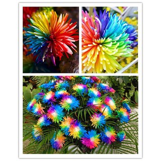 Hạt giống hoa Cúc cầu vồng