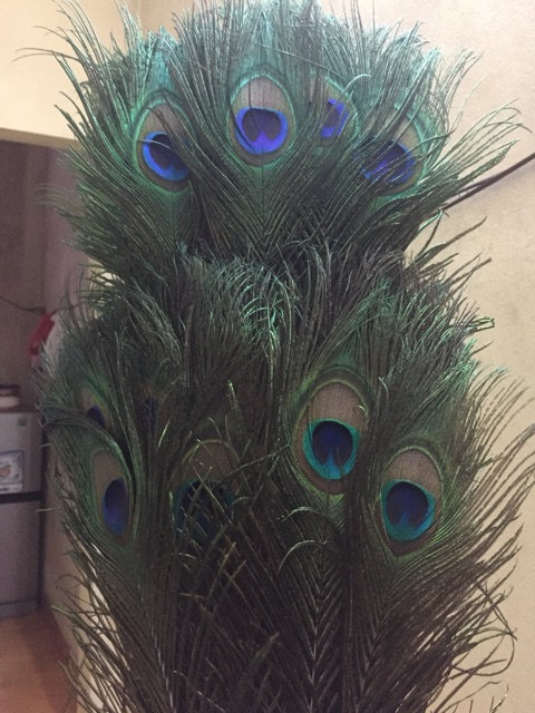 Lông công 80cm phong thủy LOẠI 1 mất lớn | BigBuy360 - bigbuy360.vn