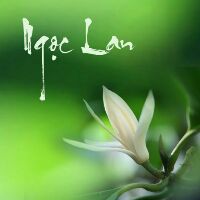 Cây HOA NGỌC LAN đã ra hoa