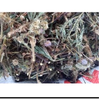 cây xấu hổ khô 1 kg