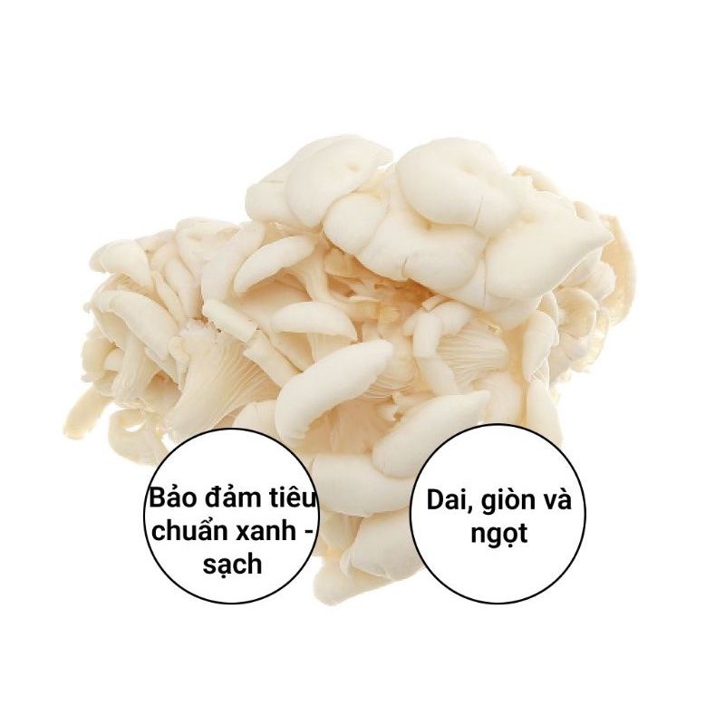 1Kg NẤM BÀO NGƯ TRẮNG