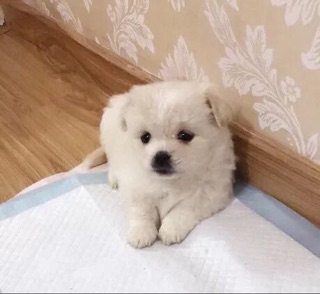 Tấm lót vệ sinh cho CHÓ MÈO