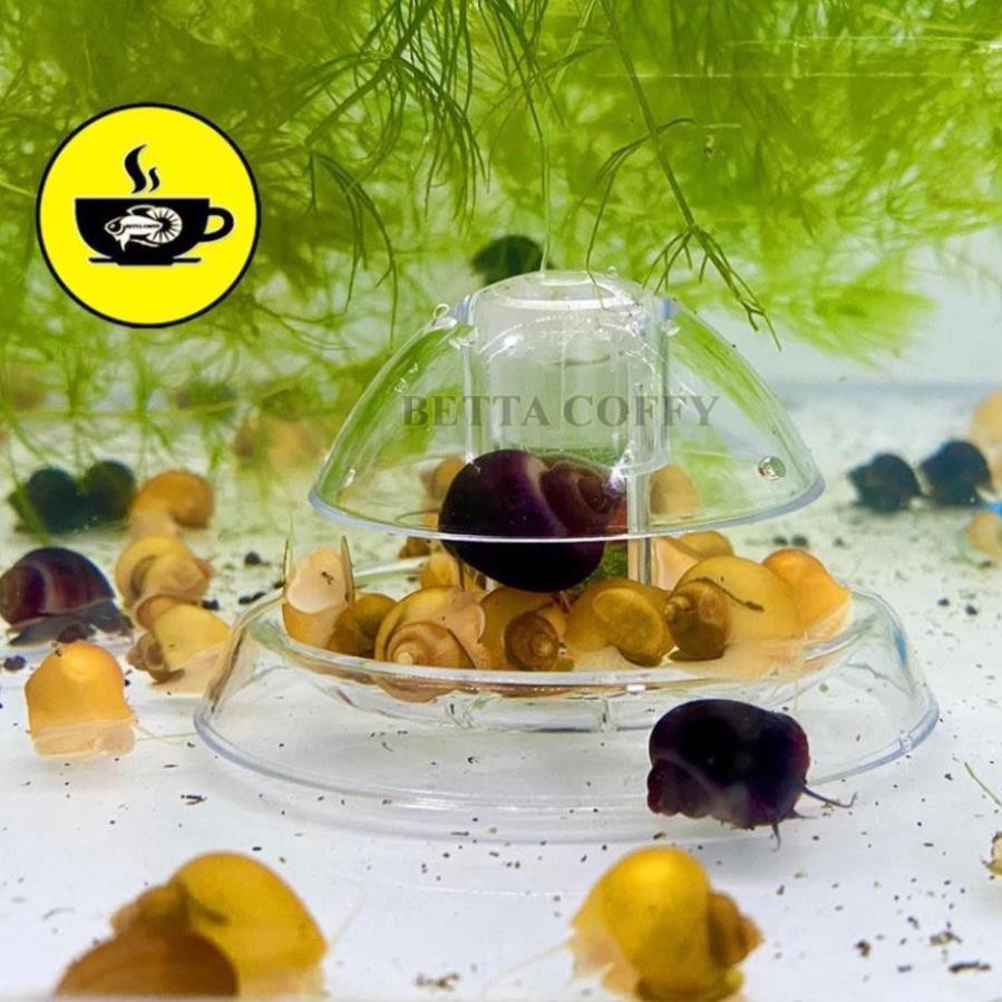 Bẫy Ốc Gây Hại Hồ Thuỷ Sinh - BETTA COFFY  XEM KĨ PHÂN LOẠI