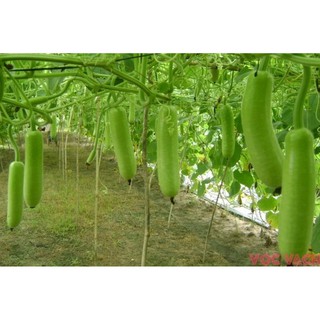 10 Hạt giống Bầu Trắng