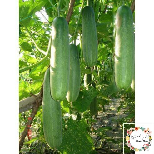 Giống Dưa Leo F1 Hn-013 Trái Dài Ruột Nhiều - Gói 1 Gram