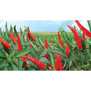 30 Hạt giống ớt chỉ thiên