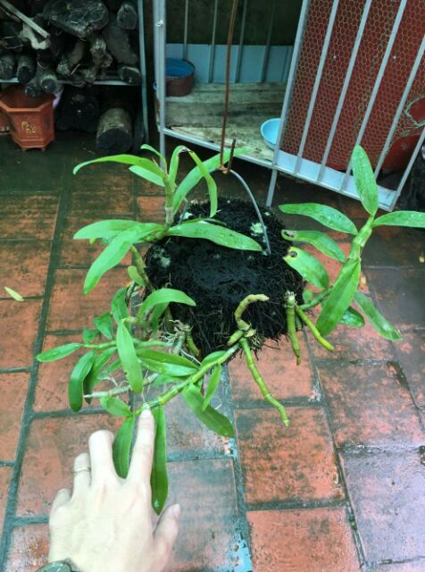 Hoa phong lan trầm tím rừng giò thuần