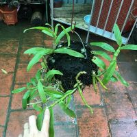 Hoa phong lan trầm tím rừng giò thuần