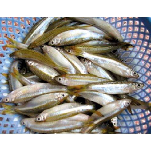 Lưới Đánh cá lòng tong,tép nhỏ
