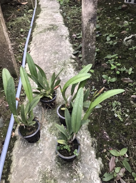 Hoa lan catt Đài Copper Queen