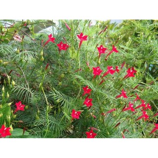 10 Hạt giống Hoa Tóc Tiên dây leo [CHẤT LƯỢNG]