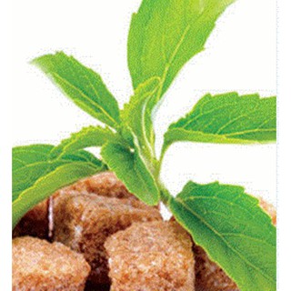Hạt giống cỏ ngọt