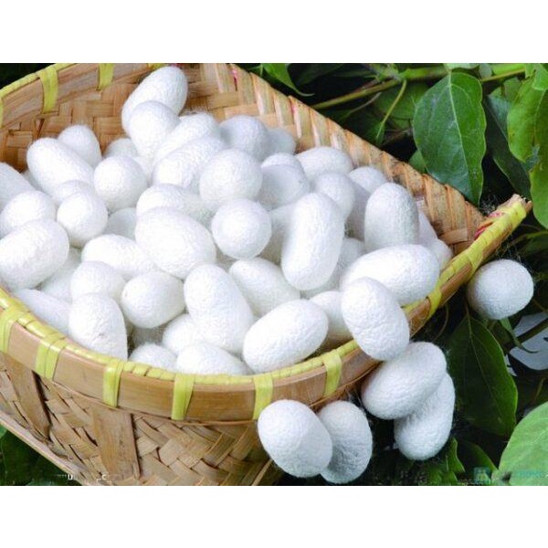 kén tằm rửa mặt ,masage mặt,tẩy tế bào chết,giúp da căng mịn hồng hào,cam kết100% thiên nhiên
