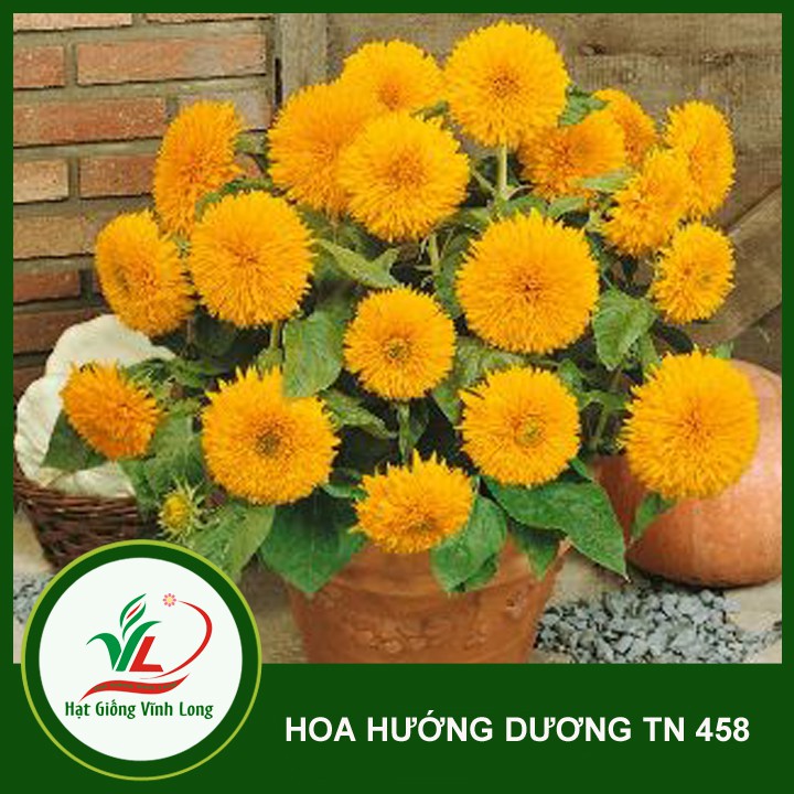Hạt giống hoa Hướng dương kép TN 458 - 1g