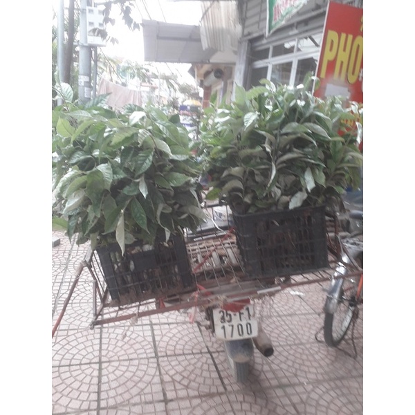 CÂY GIỐNG NHÓT NGỌT QUẢ TO