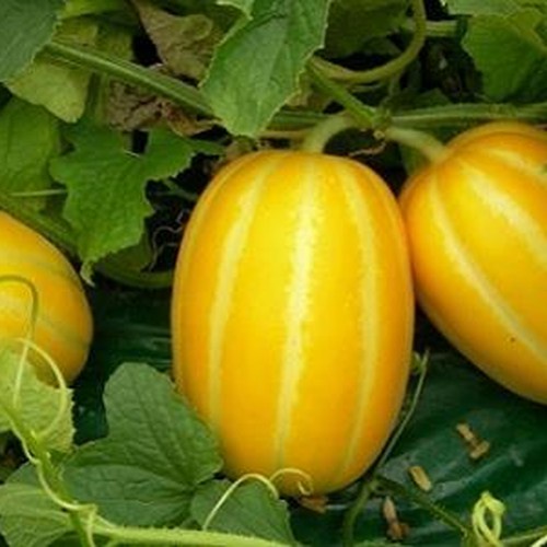 Hạt giống Dưa Lê Hàn Quốc trái to, thơm, ngọt, trồng quanh năm - Hạt giống Rạng Đông
