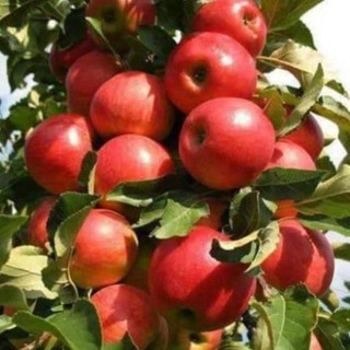 CÂY GIỐNG TÁO ĐỎ RUỘT ĐỎ