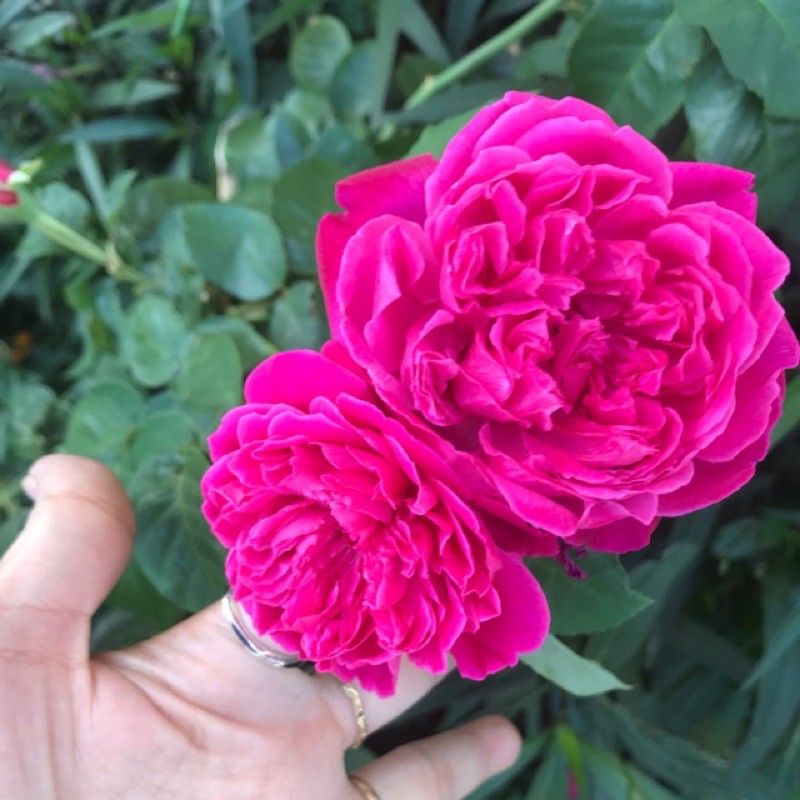 Cây hồng leo tường vi