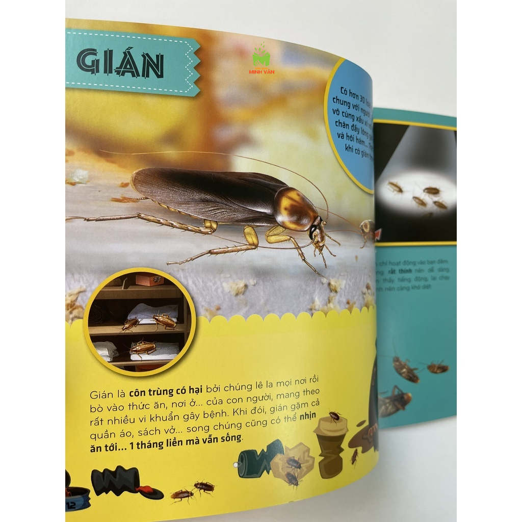Sách – Bí Ẩn Thế Giới Loài Vật - Côn Trùng - Thú – Chim – Bò Sát &amp; Lưỡng Cư