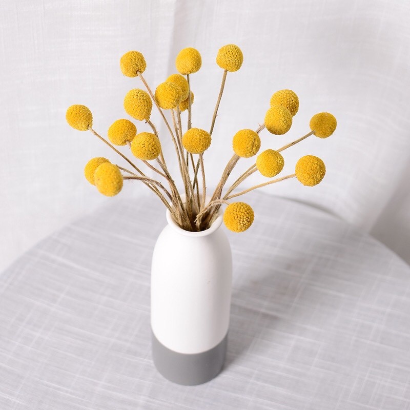 Cúc nút áo vàng Billy Ball - hoa khô decor phòng