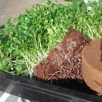Giá thể mùn dừa chuyên trồng rau mầm h1 hapi green phú nông - gói 800g - ảnh sản phẩm 4