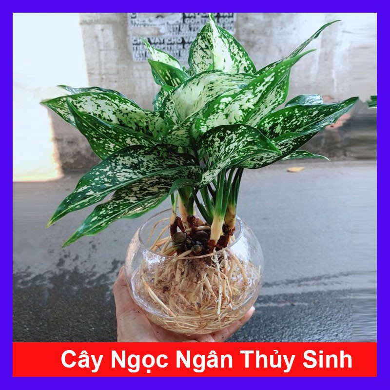 caykiengsadec - Cây Ngọc Ngân Thủy Sinh - Cây cảnh phong thủy để bàn