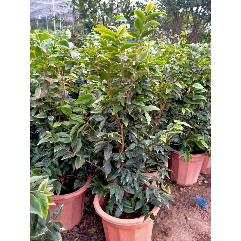 CÂY NHO GỖ 12 VỤ LOẠI NHỚ TRỒNG 6 THÁNG CHO QUẢ