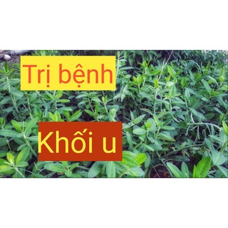 CÂY THẠCH ANH