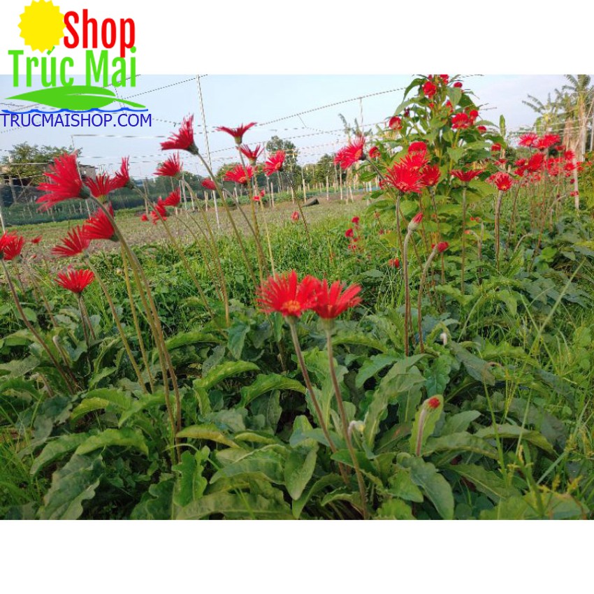 1 chậu hoa đồng tiền cổ đỏ