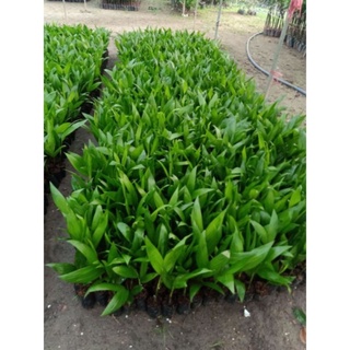 CÂY GIỐNG CAU TỨ QUÝ(cau tứ thời ăn quả)