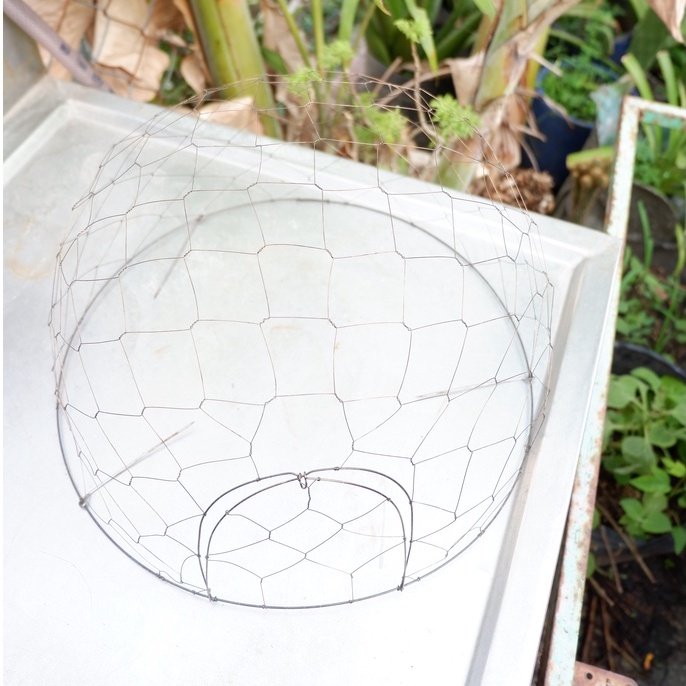 Bội Úp Chim Cu Gáy Siêu Rẻ