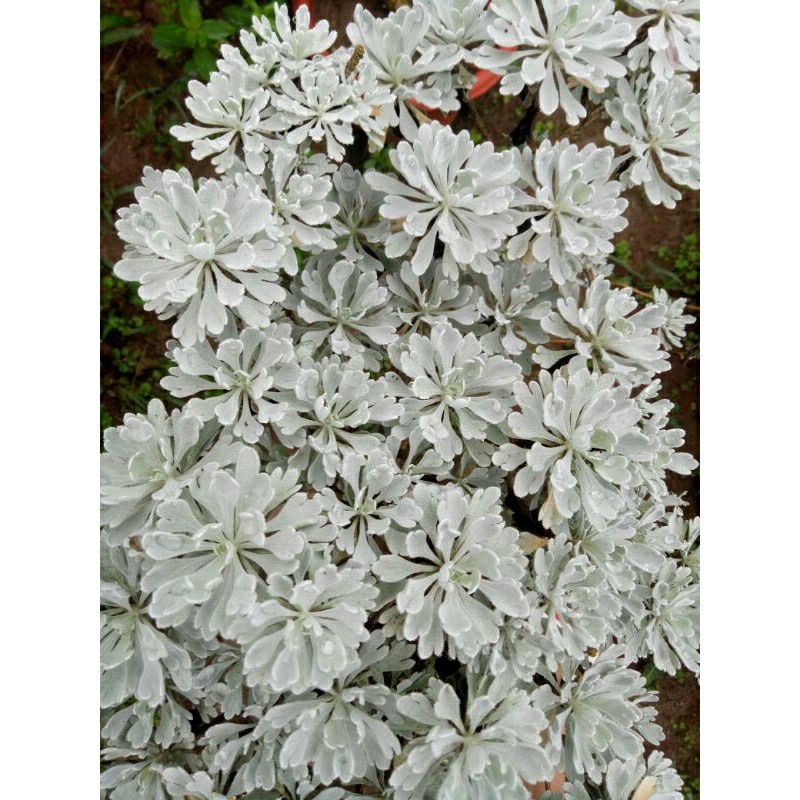 CÂY CÚC MỐC BONSAI