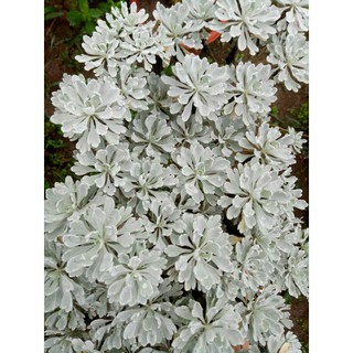 CÂY CÚC MỐC BONSAI