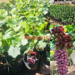 Combo 4 cây nho tự chọn 110k/cây