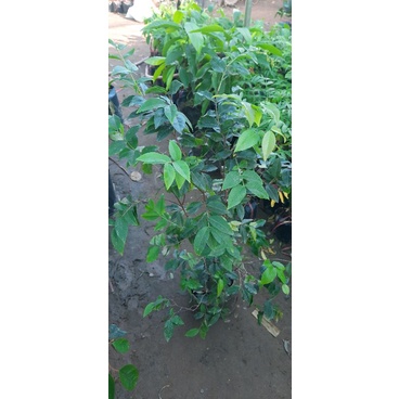 nho thân gỗ tứ quý