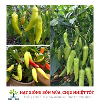 Hạt giống ớt sừng vàng 0.1g (trái dày, rất cay, thơm)