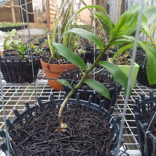 4 kg dớn cọng