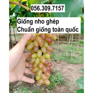 Cây giống nho ngón tay, cây nho giống - cây ghép giống chuẩn