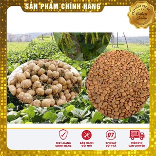 Hạt giống củ đậu gói 20gr