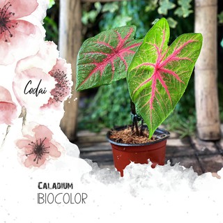 Cây Caladium Biocolor (Môn 2 màu) Size Lớn Chậu Nhựa