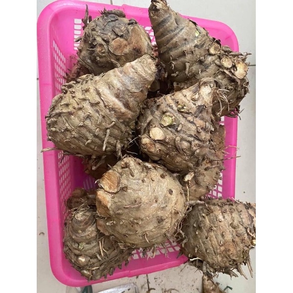 1kg nghệ độc thân tươi hiệu quả cho đau dạ dày, nhà tự trồng