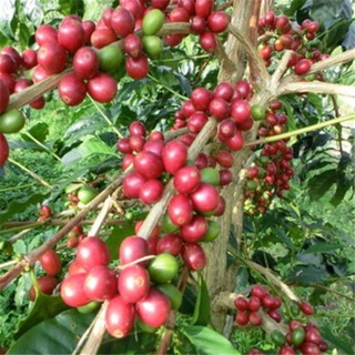 cây giống cà phê