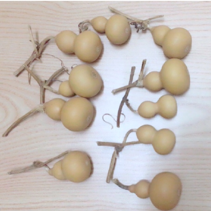 Hạt giống bầu hồ lô mini (tí hon), tỷ lệ này mầm cao