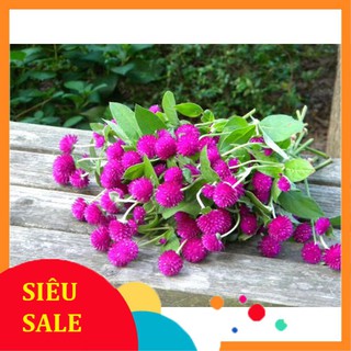 Hạt giống hoa cúc bách nhật -