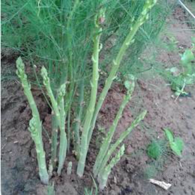 Cây Măng Tây xanh