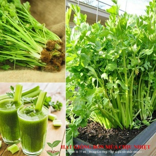 Hạt giống cần tây 100h